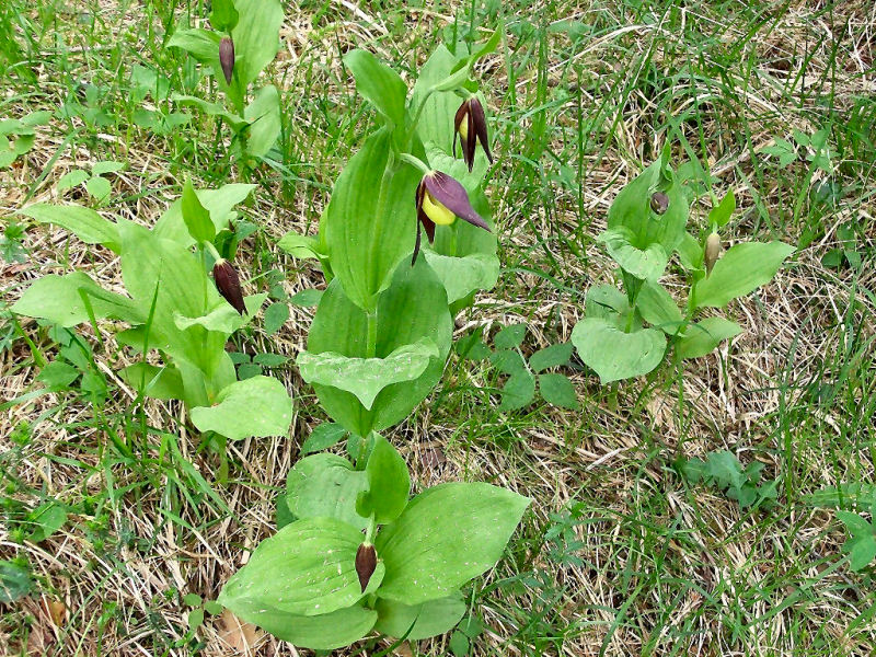 Cypripedium calceolus & C.